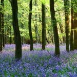 Ashridge Estate Bluebells